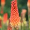 Kniphofia 'Royal Standard' -Herbalife Shop pl2000013568
