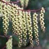 Stachyurus Praecox 2 Stachyurus Praecox -Herbalife Shop pl2000013939