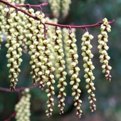 Stachyurus Praecox