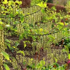 Stachyurus Praecox -Herbalife Shop pl2000013939 card3 lg
