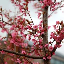 Prunus 'Kursar' 7 Prunus 'Kursar' -Herbalife Shop pl2000014026 card2 lg