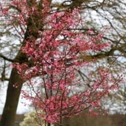 Prunus 'Kursar' 8 Prunus 'Kursar' -Herbalife Shop pl2000014026 card3 lg