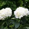 Hydrangea Macrophylla 'Zebra' (PBR) (Black Steel Series) 1 Hydrangea Macrophylla 'Zebra' (PBR) (Black Steel Series) -Herbalife Shop pl2000014390