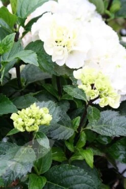 Hydrangea Macrophylla 'Zebra' (PBR) (Black Steel Series) -Herbalife Shop pl2000014390 card3 lg