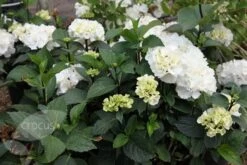 Hydrangea Macrophylla 'Zebra' (PBR) (Black Steel Series) -Herbalife Shop pl2000014390 card4 lg