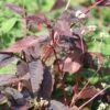 Persicaria Microcephala 'Red Dragon' (PBR) -Herbalife Shop pl2000014438