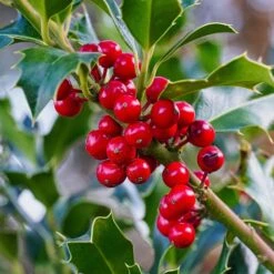 Ilex Aquifolium - Holly Hedging 5 Ilex Aquifolium - Holly Hedging -Herbalife Shop pl2000014478 card2 lg