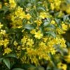 Jasminum Humile 'Revolutum' -Herbalife Shop pl2000014512