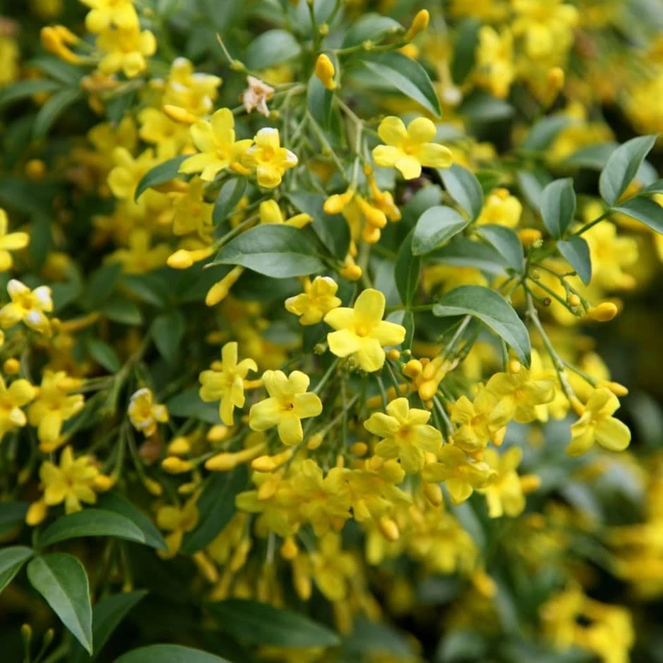 Jasminum Humile 'Revolutum' 3 Jasminum Humile 'Revolutum'
