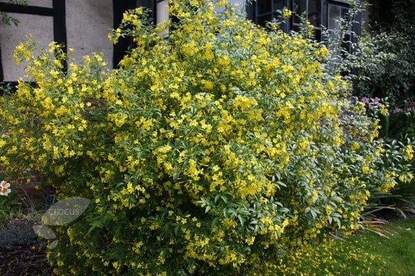 Jasminum Humile 'Revolutum' 4 Jasminum Humile 'Revolutum' - Image 2