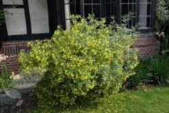 Jasminum Humile 'Revolutum' 7 Jasminum Humile 'Revolutum' -Herbalife Shop pl2000014512 card3 lg