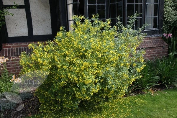 Jasminum Humile 'Revolutum' 5 Jasminum Humile 'Revolutum' - Image 3