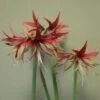 Hippeastrum (Spider Group) 'Sumatra' (PBR) 2 Hippeastrum (Spider Group) 'Sumatra' (PBR) -Herbalife Shop pl2000015026