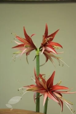 Hippeastrum (Spider Group) 'Sumatra' (PBR) -Herbalife Shop pl2000015026 card3 lg