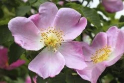 Native Hedgerow Collection -Herbalife Shop pl2000015279 card2 lg