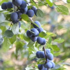 Native Hedgerow Collection -Herbalife Shop pl2000015279 card3 lg