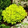 Berberis Thunbergii 'Tiny Gold' (PBR) -Herbalife Shop pl2000015557