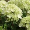 Hydrangea Paniculata 'Bombshell' (PBR) 1 Hydrangea Paniculata 'Bombshell' (PBR) -Herbalife Shop pl2000015639