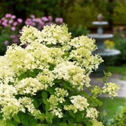 Hydrangea Paniculata 'Bombshell' (PBR) -Herbalife Shop pl2000015639 card3 lg
