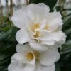 Camellia Japonica 'Silver Anniversary' 2 Camellia Japonica 'Silver Anniversary' -Herbalife Shop pl2000015980