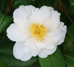 Camellia Japonica 'Silver Anniversary' 5 Camellia Japonica 'Silver Anniversary' -Herbalife Shop pl2000015980 card2 lg