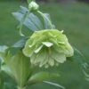 Helleborus × Hybridus Harvington Double Lime-green -Herbalife Shop pl2000016551