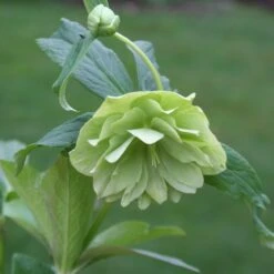 Helleborus × Hybridus Harvington Double Lime-green