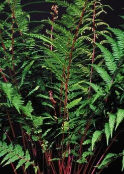 Athyrium Filix-femina Subsp. Angustum F. Rubellum 'Lady In Red' -Herbalife Shop pl2000017257 card4 lg