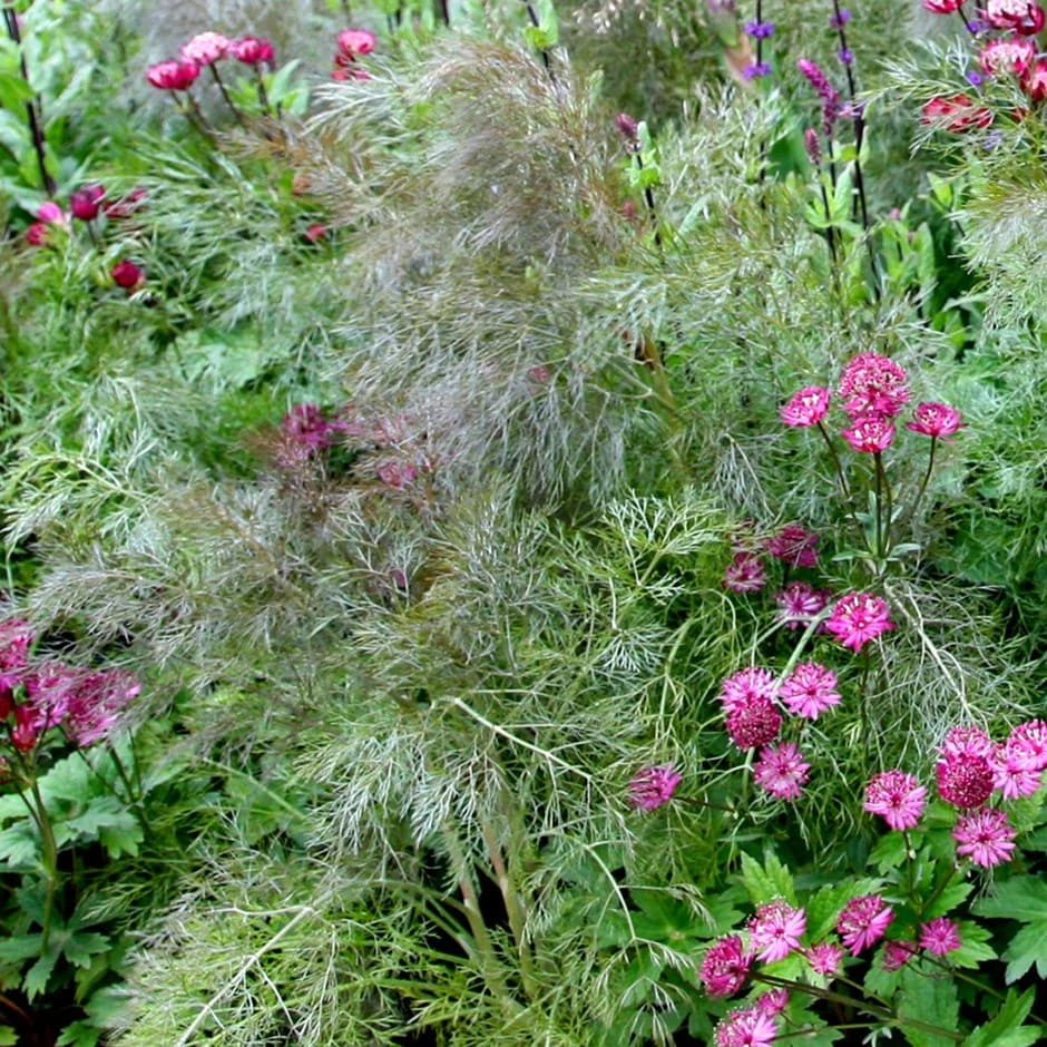 Foeniculum Vulgare 'Purpureum' 3 Foeniculum Vulgare 'Purpureum'