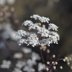 Anthriscus Sylvestris 'Ravenswing'