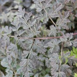 Anthriscus Sylvestris 'Ravenswing' -Herbalife Shop pl2000017279 card3 lg