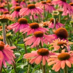 Echinacea 'Summer Cocktail' (PBR) 6 Echinacea 'Summer Cocktail' (PBR) -Herbalife Shop pl2000017281 card2 lg