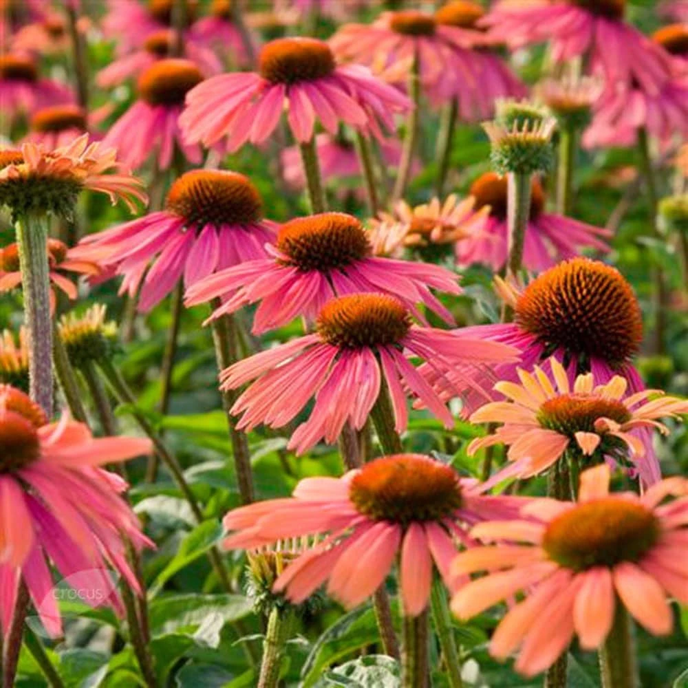 Echinacea 'Summer Cocktail' (PBR) 4 Echinacea 'Summer Cocktail' (PBR) - Image 2