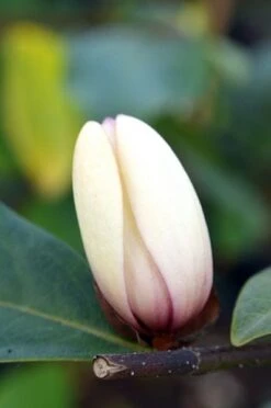 Magnolia Fairy Magnolia Blush ('Micjur01') (PBR) -Herbalife Shop pl2000017453 card6 lg