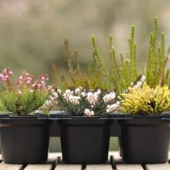 Heather Collection (6 Mixed Heathers)