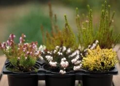 Heather Collection (6 Mixed Heathers) -Herbalife Shop pl2000017456 card3 lg