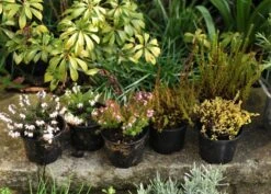 Heather Collection (6 Mixed Heathers) -Herbalife Shop pl2000017456 card4 lg