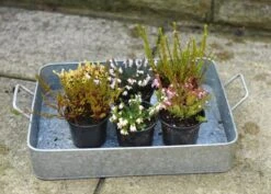 Heather Collection (6 Mixed Heathers) -Herbalife Shop pl2000017456 card5 lg