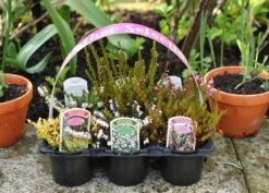 Heather Collection (6 Mixed Heathers) -Herbalife Shop pl2000017456 card6 lg