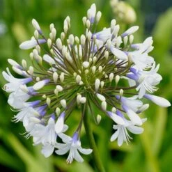 Agapanthus Queen Mum ('Pmn06') (PBR)