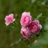 Rosa Mum In A Million (Renaissance Series) ('Poulren013') (PBR) -Herbalife Shop pl2000017678