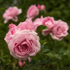 Rosa Mum In A Million (Renaissance Series) ('Poulren013') (PBR) -Herbalife Shop pl2000017678 card3 lg