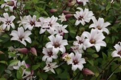 Clematis Princess Kate ('Zoprika') (PBR) -Herbalife Shop pl2000017699 card2 lg