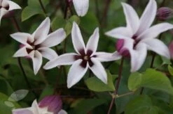 Clematis Princess Kate ('Zoprika') (PBR) -Herbalife Shop pl2000017699 card4 lg