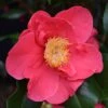 Camellia Japonica 'Doctor King' -Herbalife Shop pl2000017982