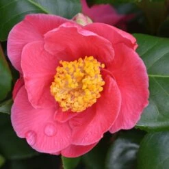 Camellia Japonica 'Doctor King' 5 Camellia Japonica 'Doctor King' -Herbalife Shop pl2000017982 card2 lg