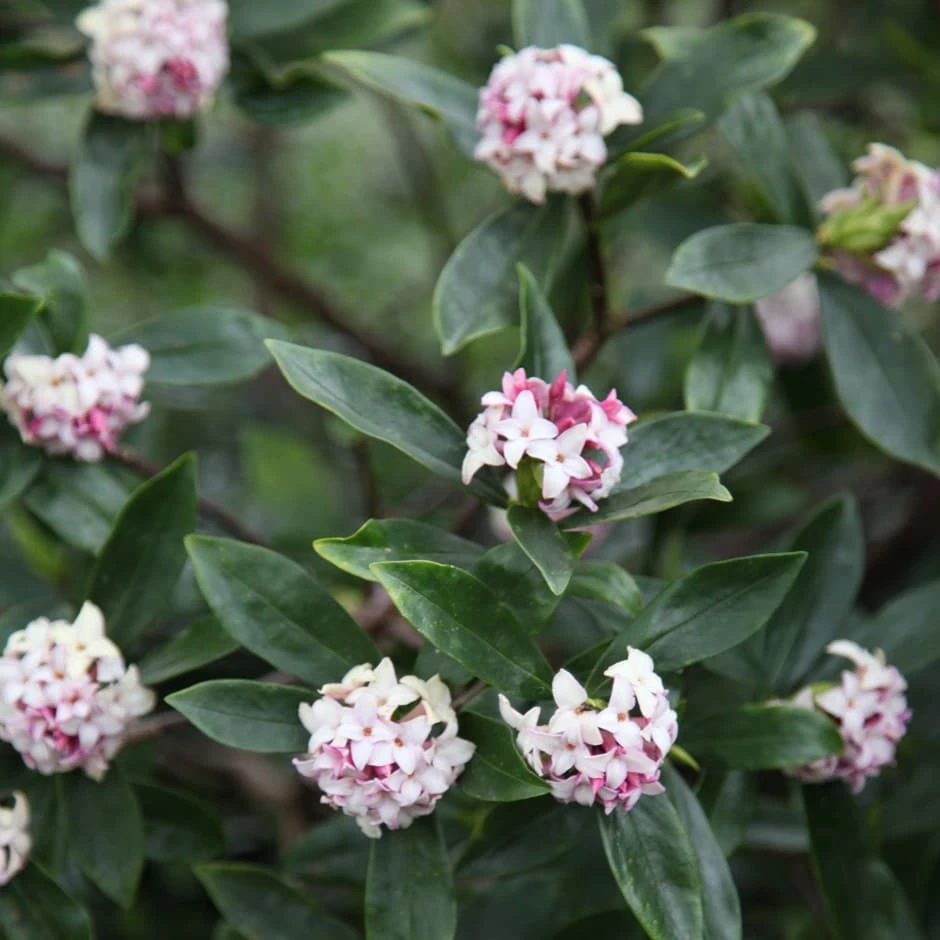 Daphne Odora 3 Daphne Odora