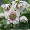 Helleborus × Hybridus Harvington Double White Speckled -Herbalife Shop pl2000018086