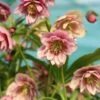 Helleborus × Hybridus Harvington Double Pink Speckled -Herbalife Shop pl2000018087