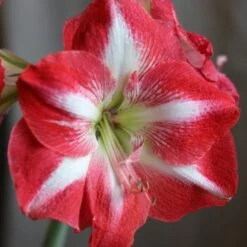 Hippeastrum (Galaxy Group) 'Monte Carlo' (PBR) -Herbalife Shop pl2000018155 card3 lg